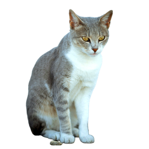 Charming Grey And White Cat Sitting Poised In The Streets Of Tunis, Tunisia. 18031 - Cat PNG image with transparent background